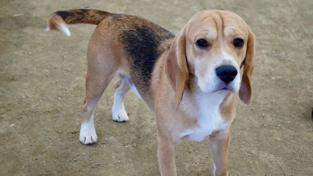 American Foxhound