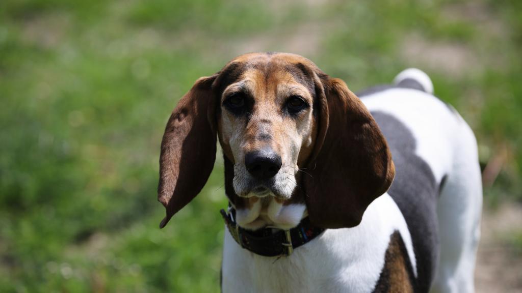 Temperament & Behavior icon