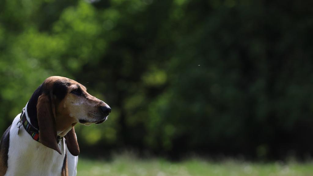 Suitability for First-Time vs. Experienced Owners icon