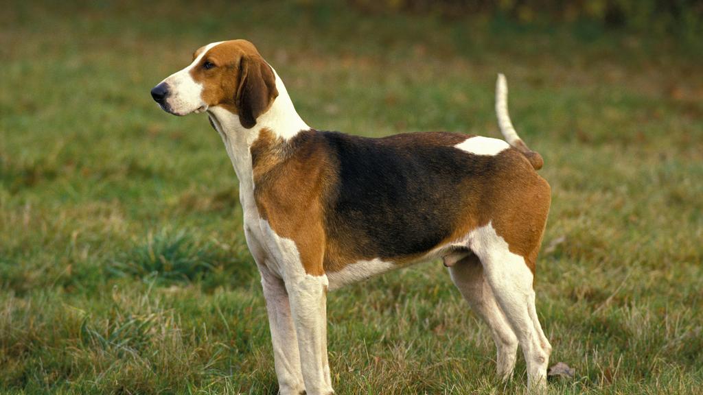 Basic Information icon