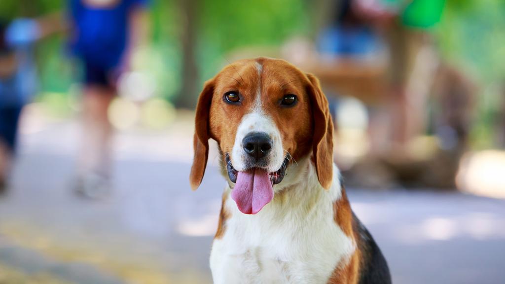 American Foxhound