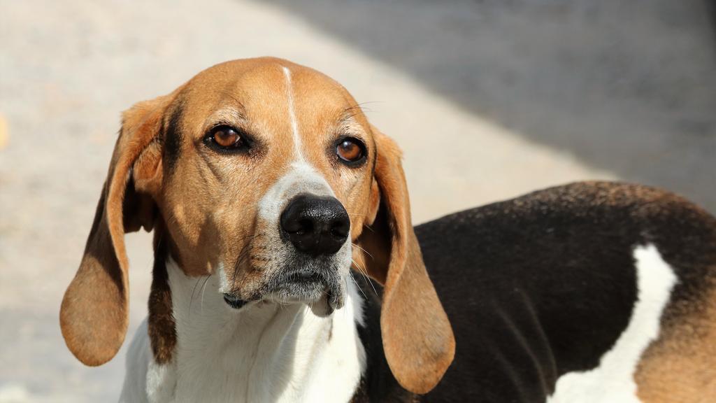 American Foxhound