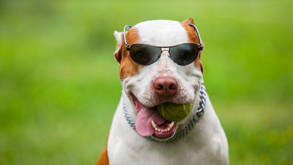 American Pit Bull Terrier