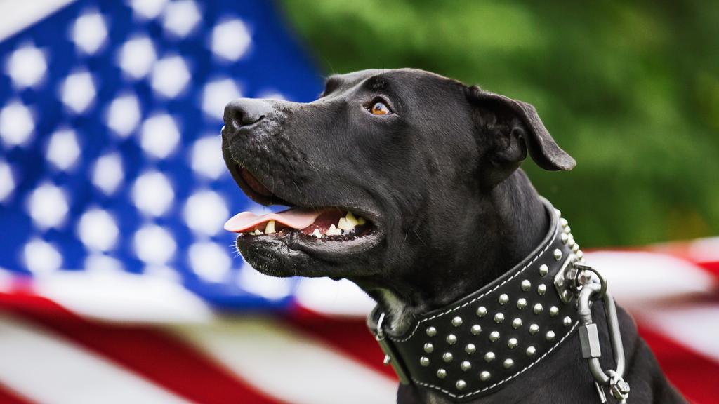 American Pit Bull Terrier