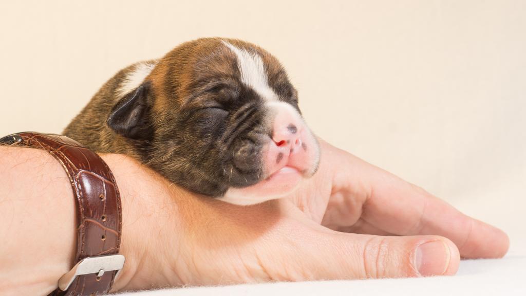 American Pit Bull Terrier