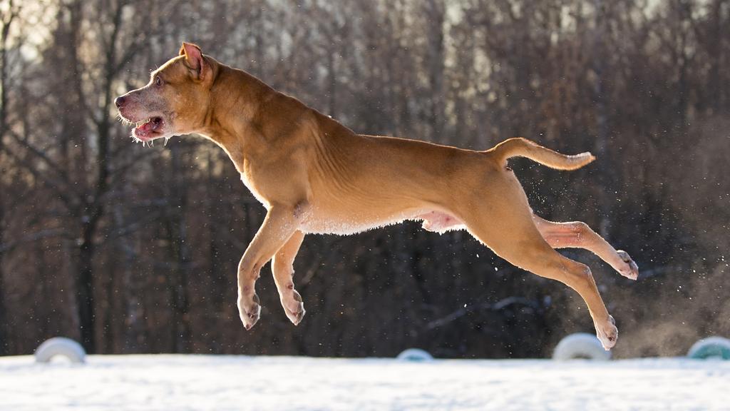 American Pit Bull Terrier
