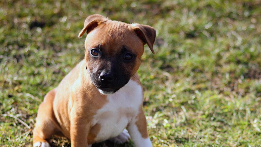 American Pit Bull Terrier