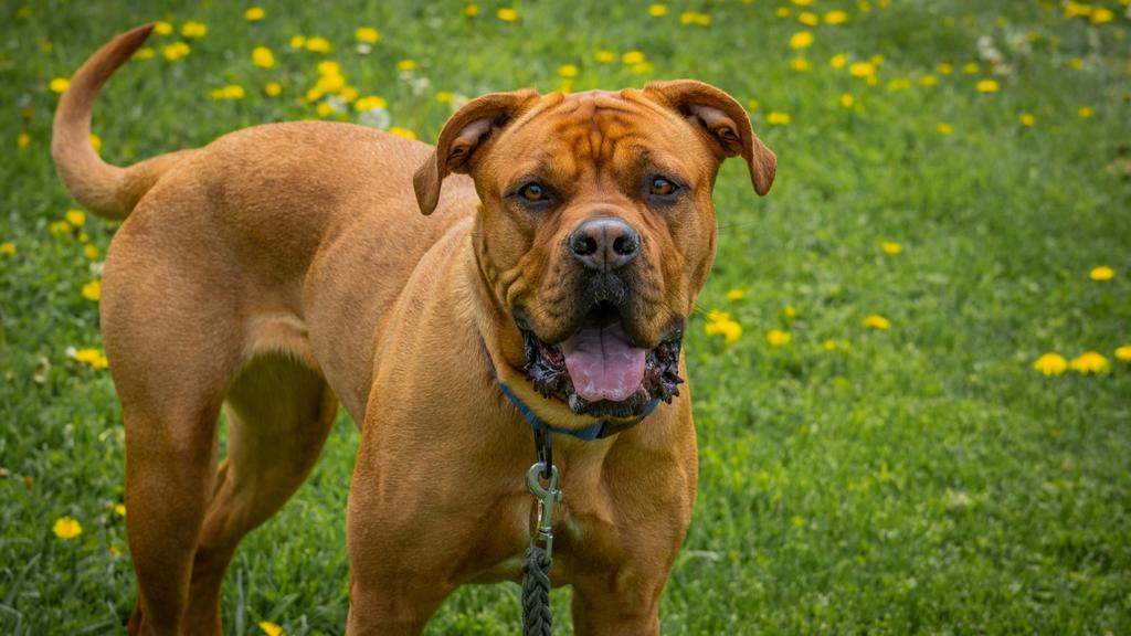 Adoption vs. Breeder Considerations icon