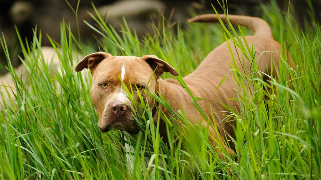 American Pit Bull Terrier