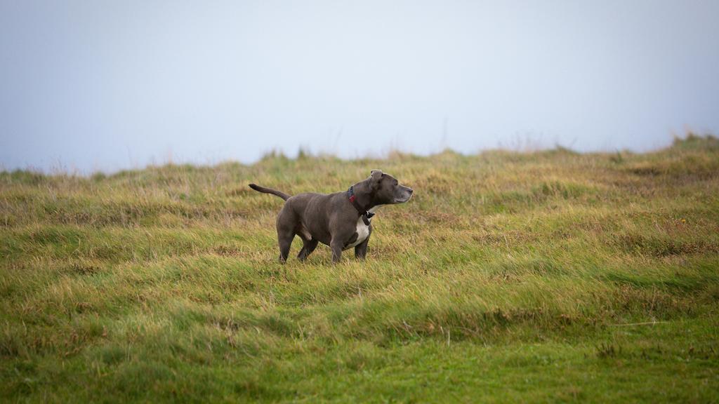 American Pit Bull Terrier