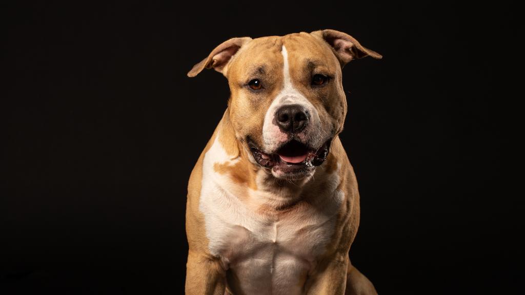 American Pit Bull Terrier