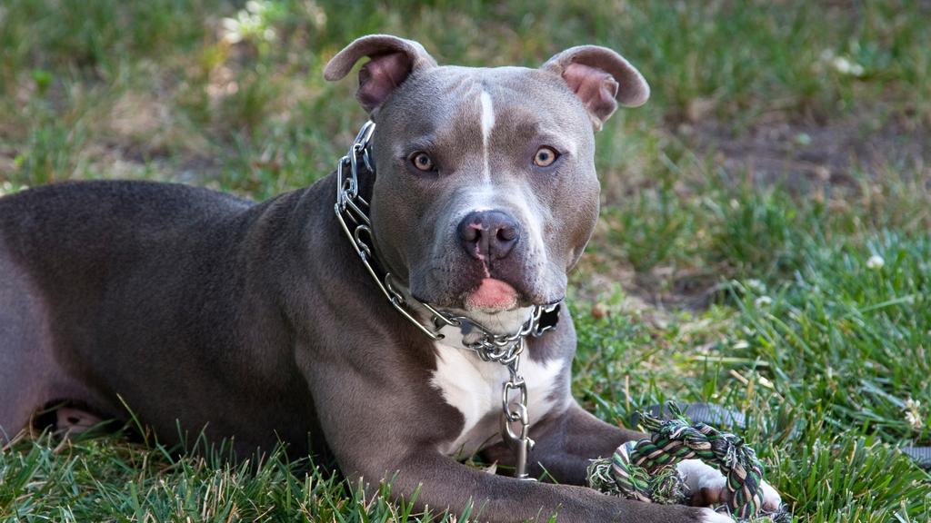 American Pit Bull Terrier