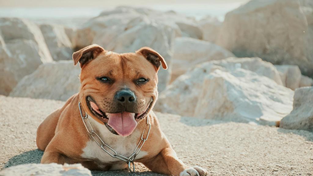 American Staffordshire Terrier