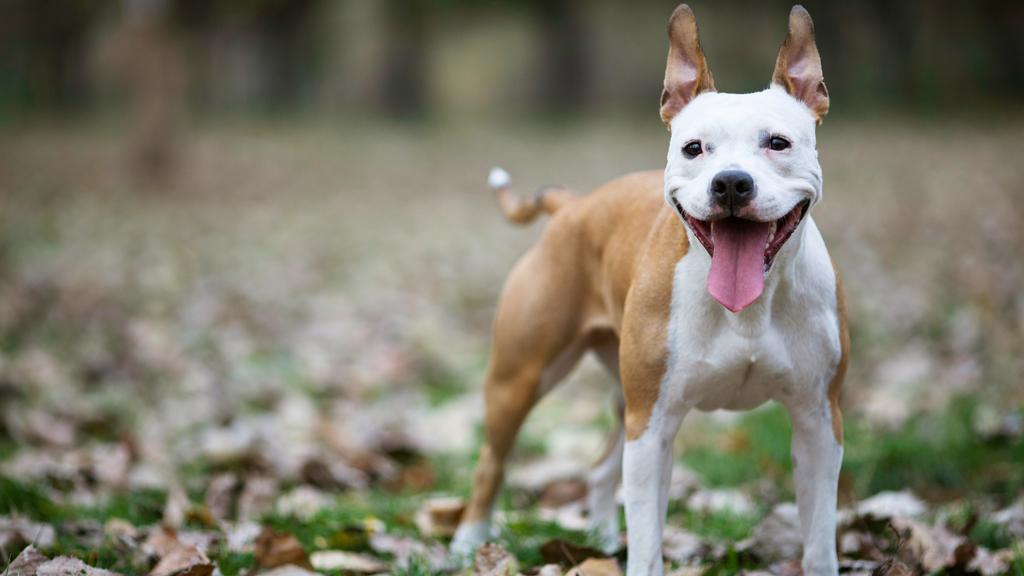 American Staffordshire Terrier