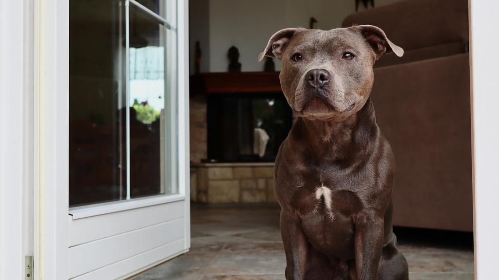 American Staffordshire Terrier
