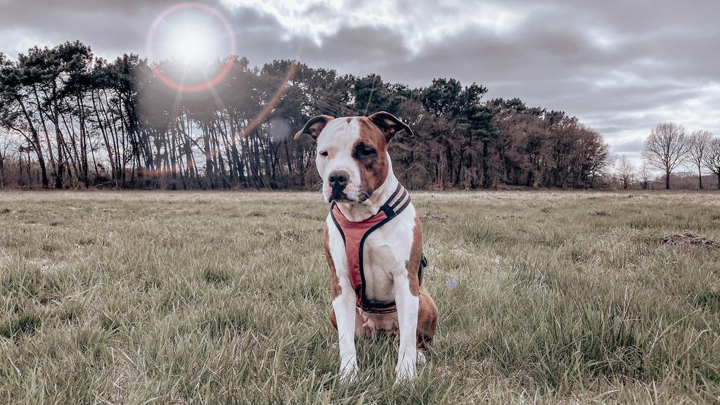 Life Stage Considerations icon