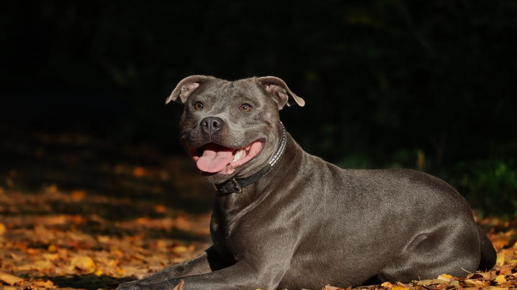 Adoption vs. Breeder Considerations icon