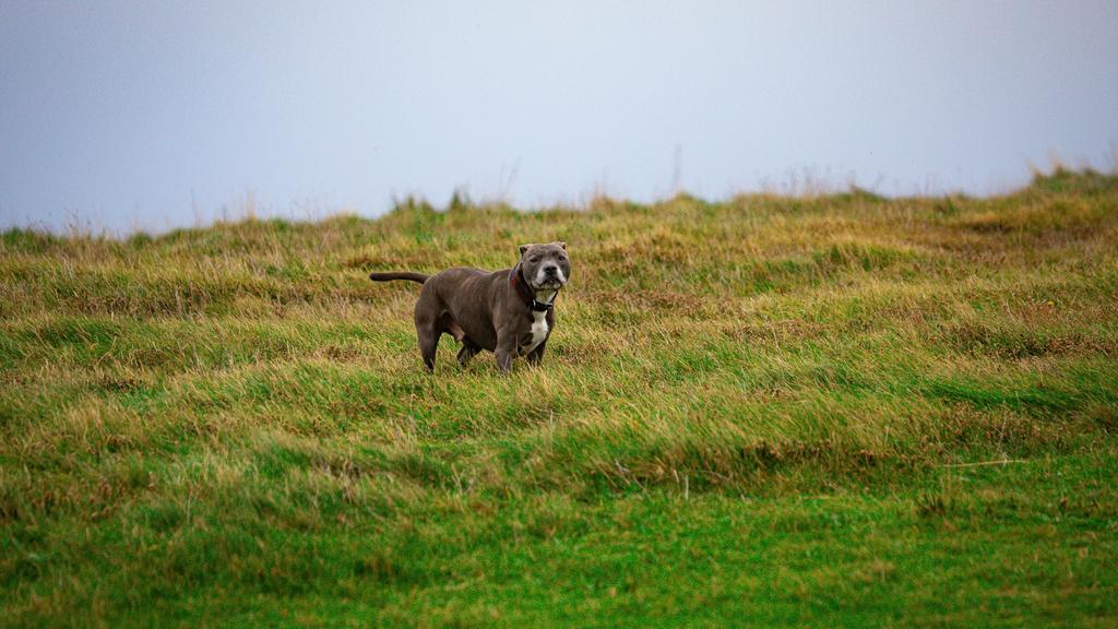 American Staffordshire Terrier
