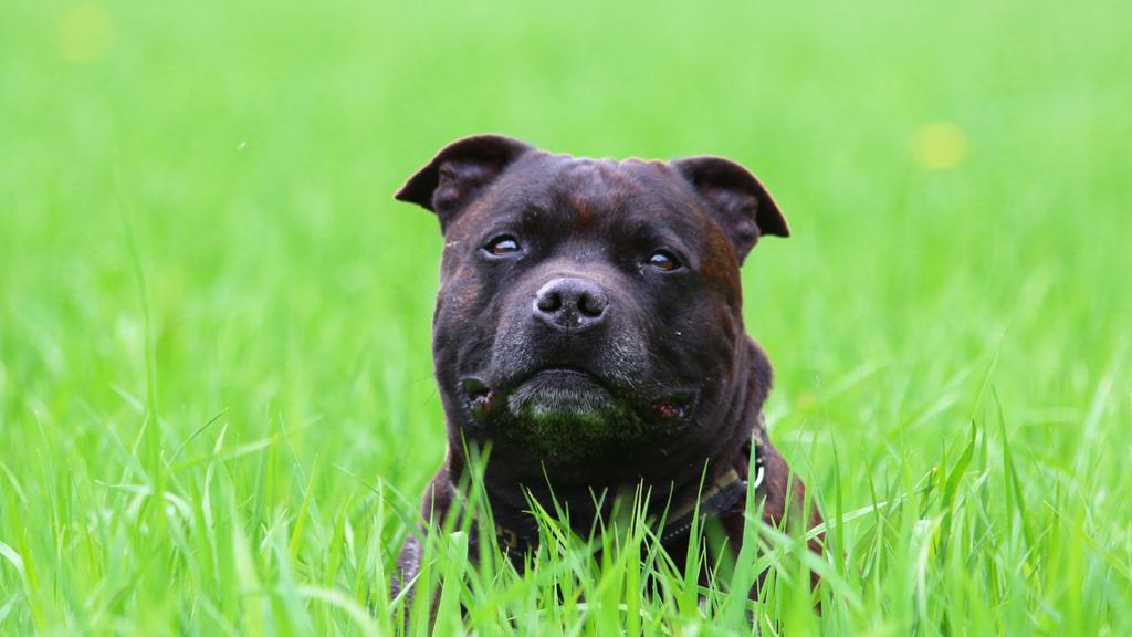 American Staffordshire Terrier