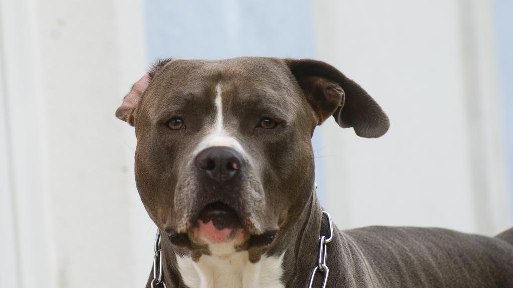 American Staffordshire Terrier