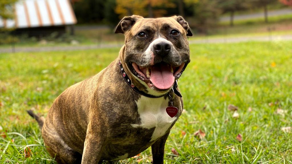 American Staffordshire Terrier