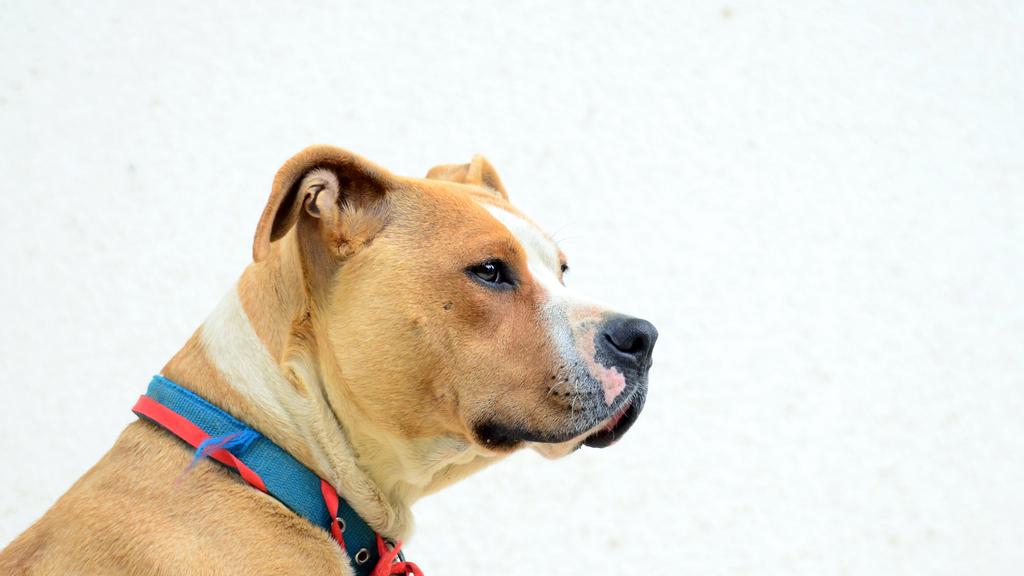 American Staffordshire Terrier