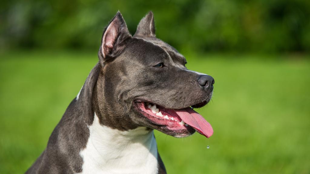 American Staffordshire Terrier