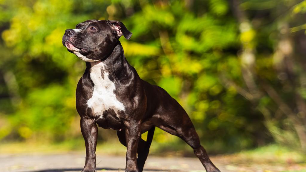 American Staffordshire Terrier