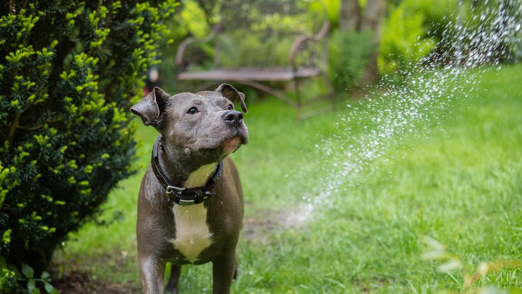 American Staffordshire Terrier