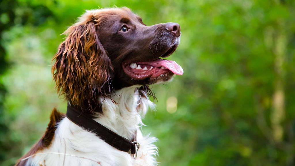 American Water Spaniel