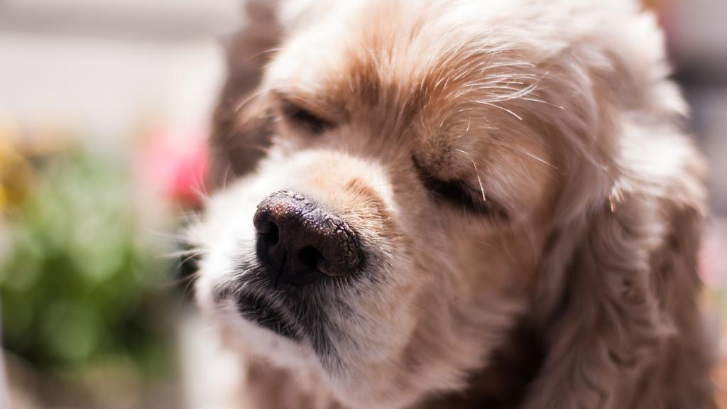 American Water Spaniel