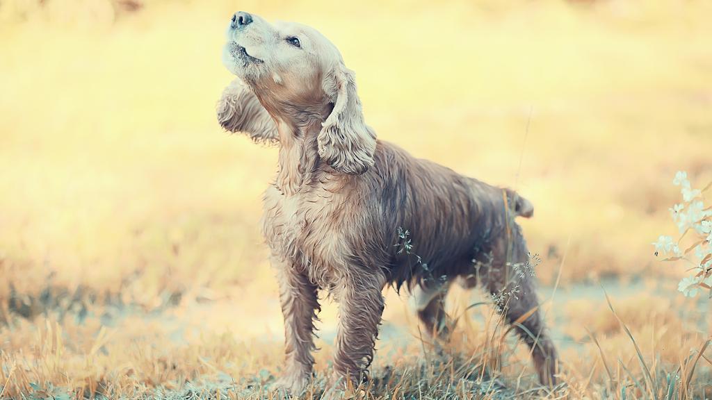 Adoption vs. Breeder Considerations icon