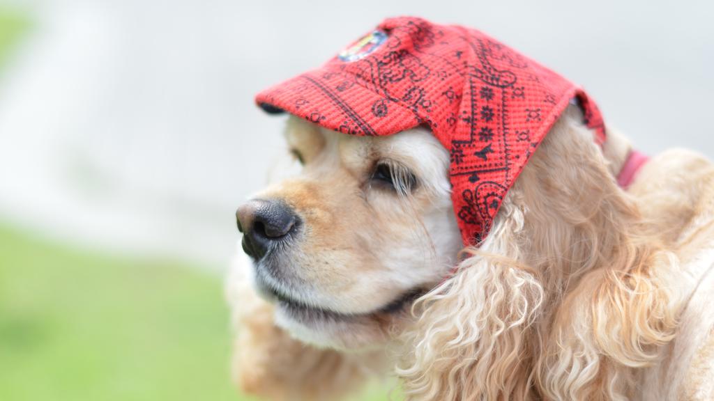 American Water Spaniel