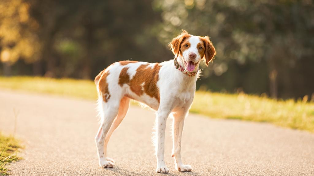 American Water Spaniel