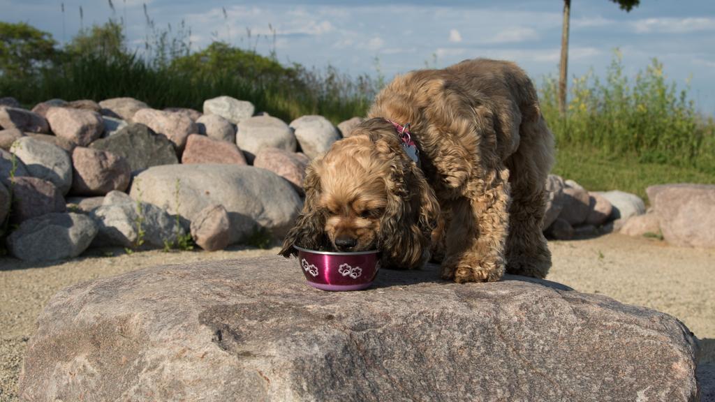 Exercise & Activity Needs icon