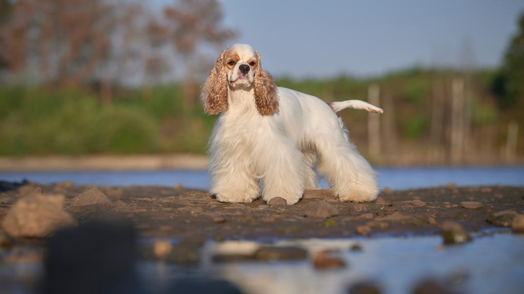 American Water Spaniel