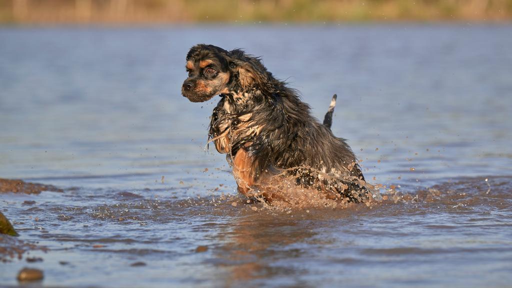 American Water Spaniel