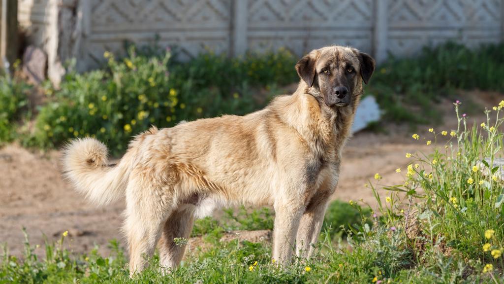 Anatolian Shepherd Dog