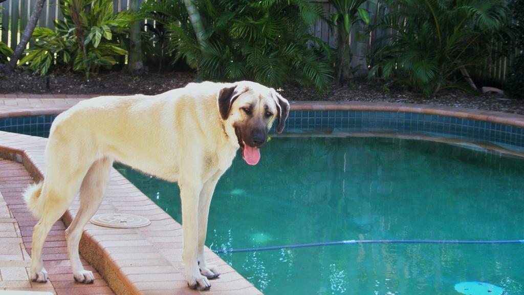 Anatolian Shepherd Dog
