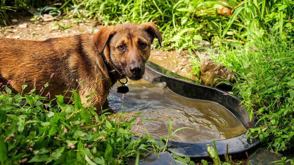 Anatolian Shepherd Dog