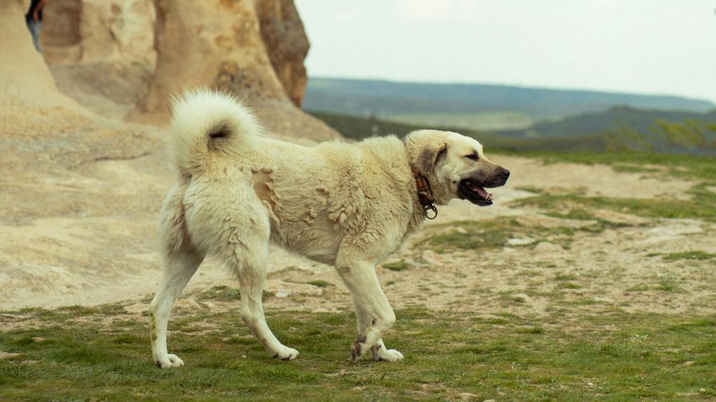 Exercise & Activity Needs icon