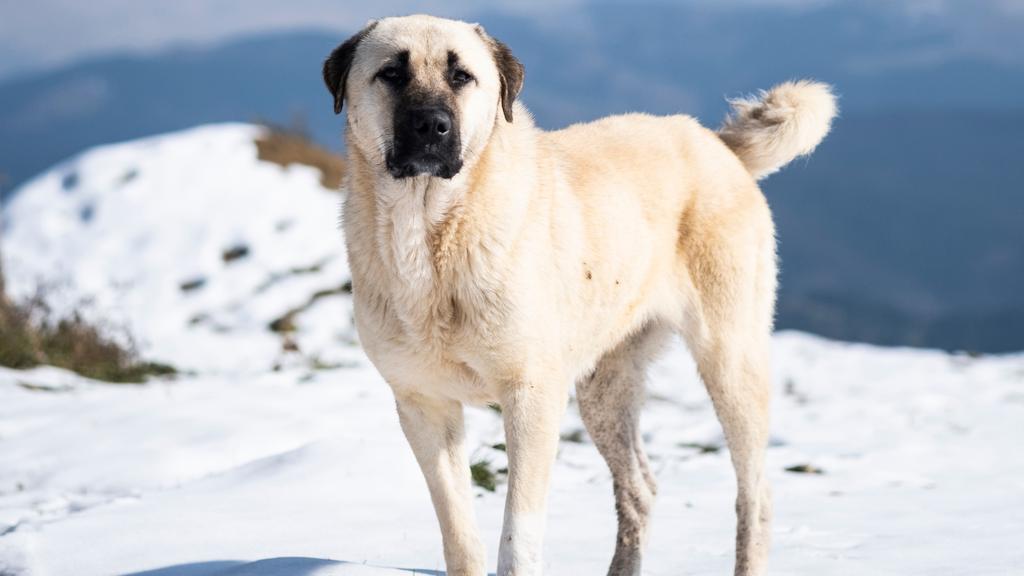 Anatolian Shepherd Dog
