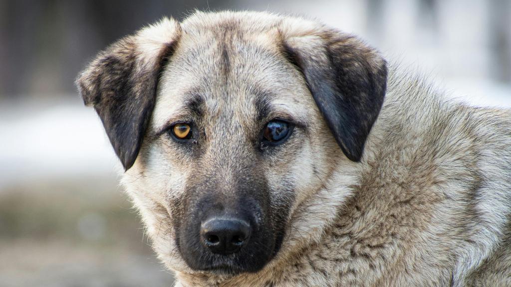 Anatolian Shepherd Dog