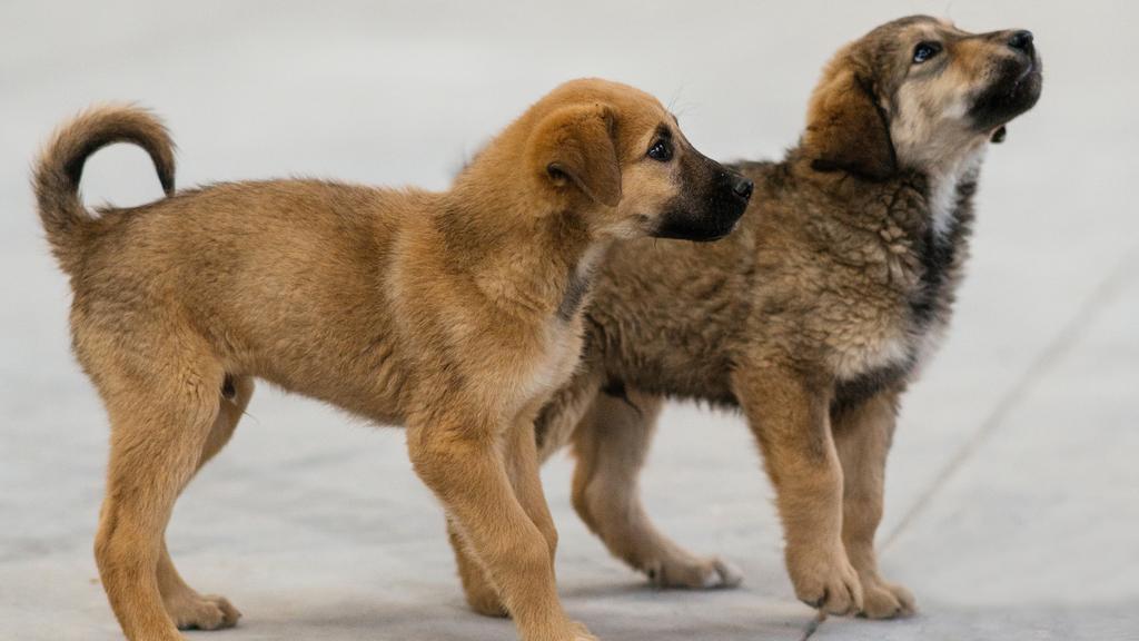 Adoption vs. Breeder Considerations icon