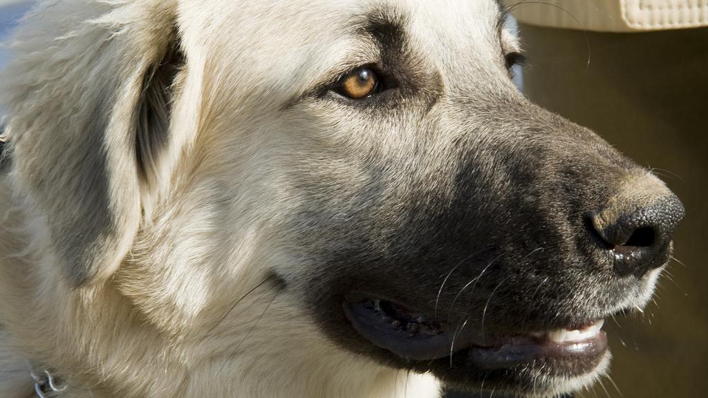 Anatolian Shepherd Dog