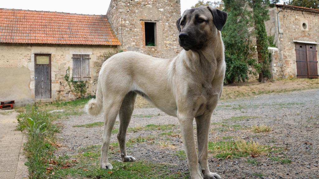 Anatolian Shepherd Dog
