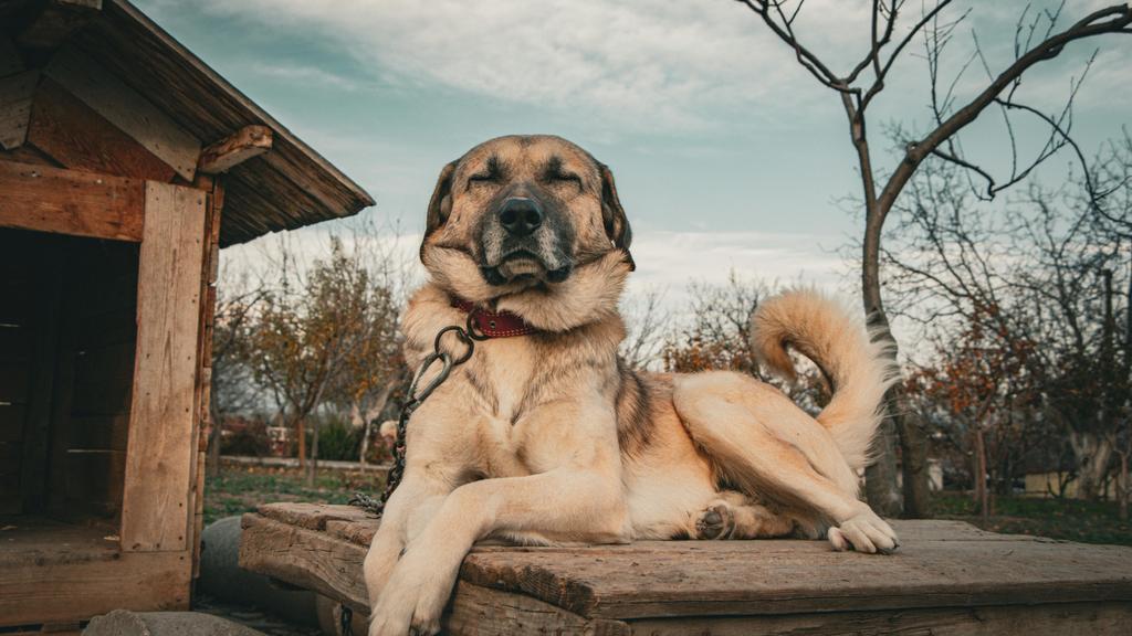 Anatolian Shepherd Dog