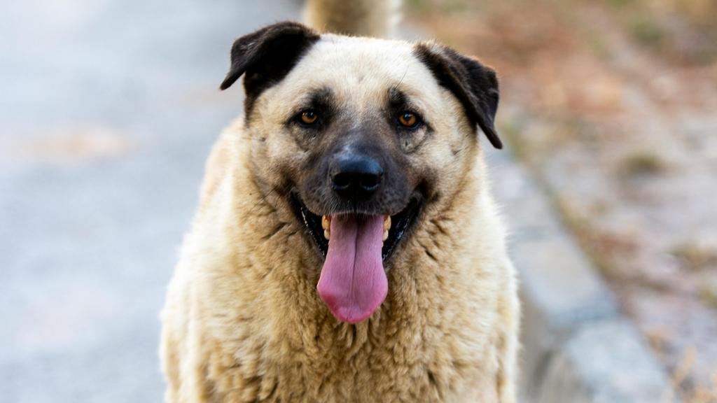 Basic Information icon