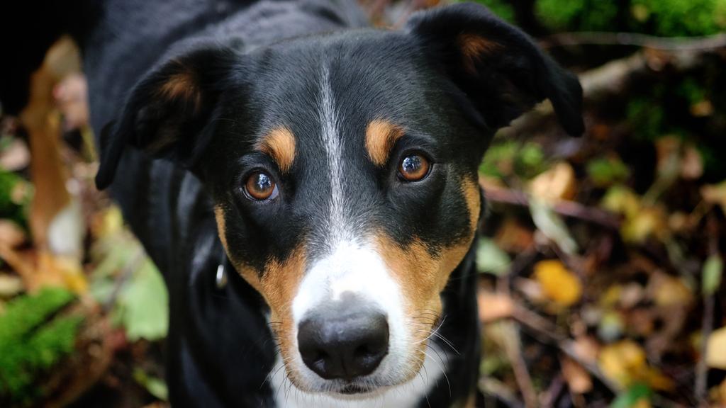 Suitability for First-Time vs. Experienced Owners icon