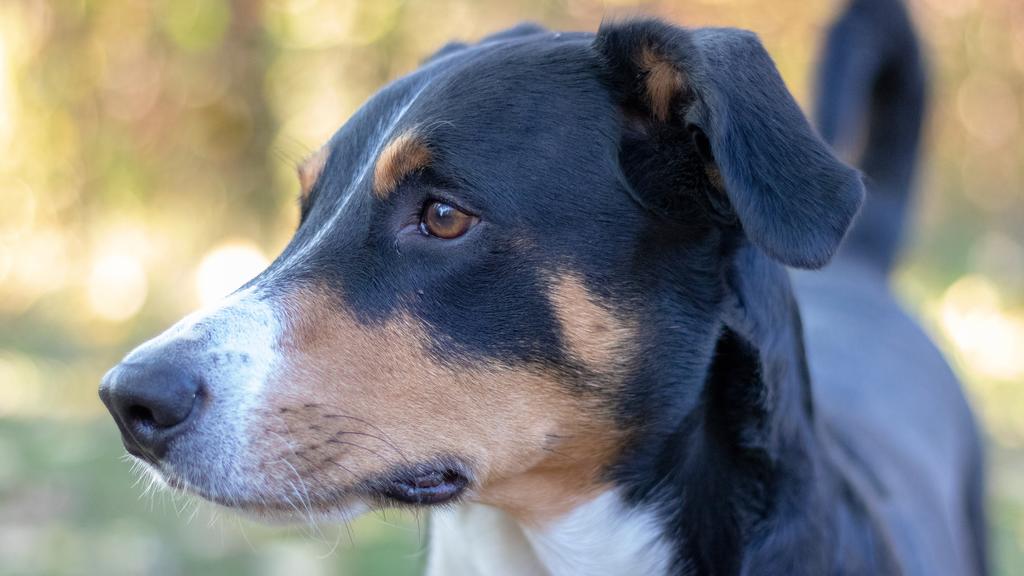 Basic Information icon